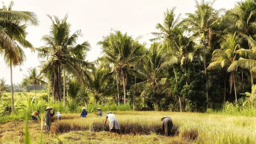 Organic Coconut