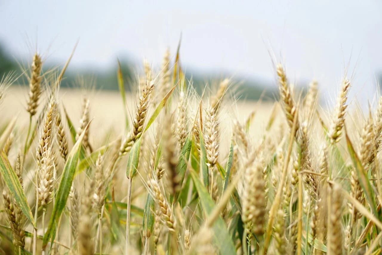 Organic Wheat (ಗೋಧಿ)