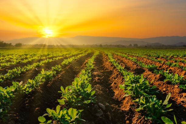 Organic farming landscape showing healthy ecosystem