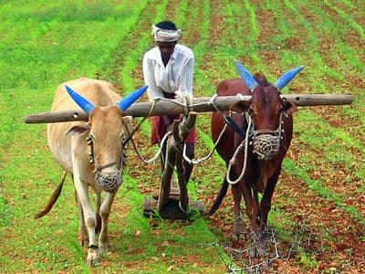 Why Choose Farm Harvest